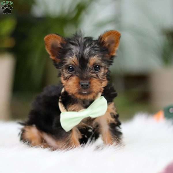 Trevor, Yorkie Puppy